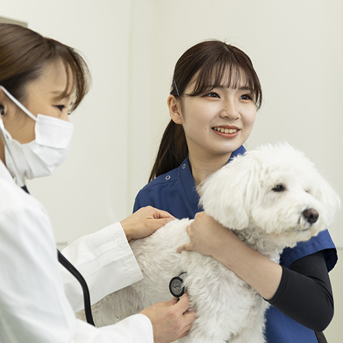 ヤマザキ動物看護専門職短期大学