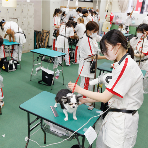 横浜動物専門学校