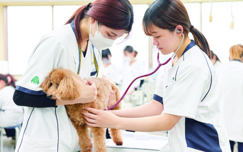 国際動物専門学校