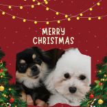 高崎動物専門学校