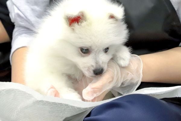 群馬動物専門学校