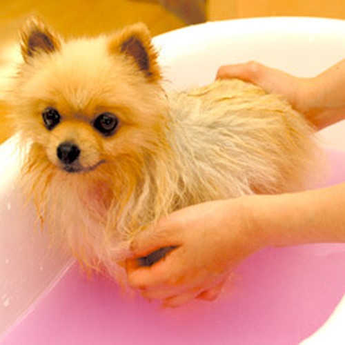 大阪ＥＣＯ動物海洋専門学校