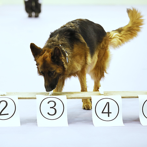 ドッグトレーナーのお仕事体験＜警察犬＞／大阪ＥＣＯ動物海洋専門学校