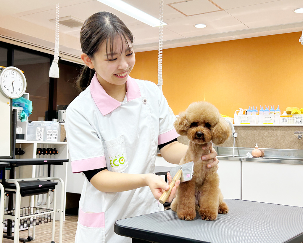 ペットトリマー体験／大阪ＥＣＯ動物海洋専門学校