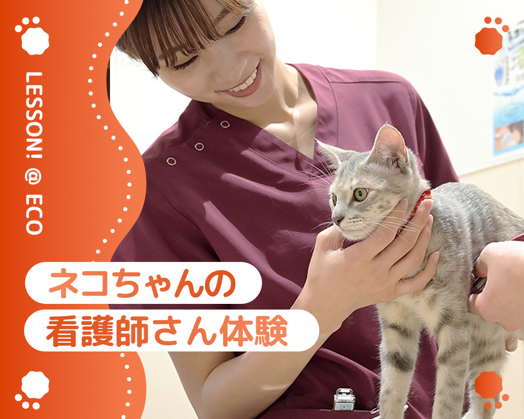 ネコちゃんの看護師さん体験／大阪ＥＣＯ動物海洋専門学校