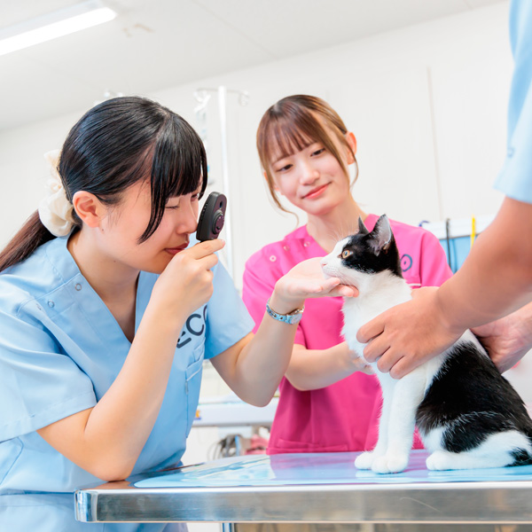 体験メニュー
（動物看護師）／名古屋ＥＣＯ動物海洋専門学校