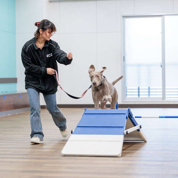 名古屋ＥＣＯ動物海洋専門学校