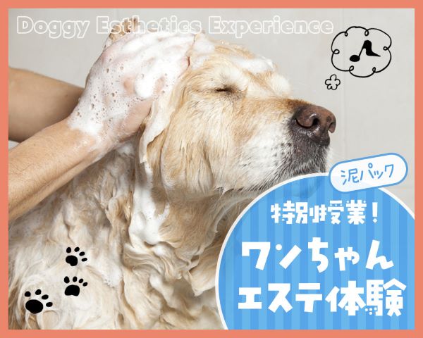 特別授業！ワンちゃんエステ体験／ＴＣＡ東京ＥＣＯ動物海洋専門学校