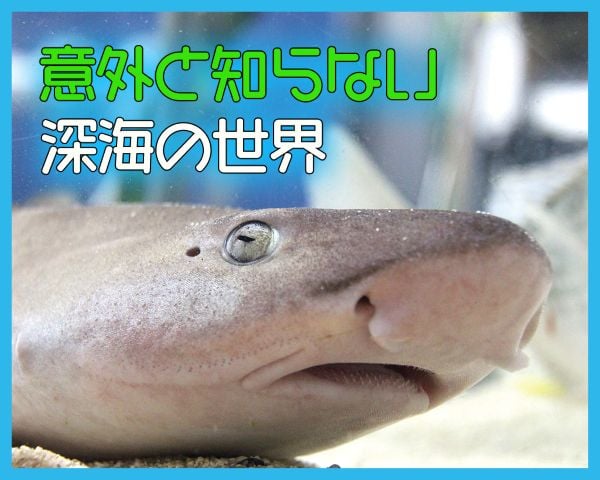 意外と知らない深海の世界／ＴＣＡ東京ＥＣＯ動物海洋専門学校