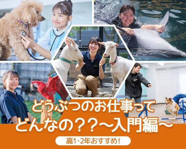 ＴＣＡ東京ＥＣＯ動物海洋専門学校