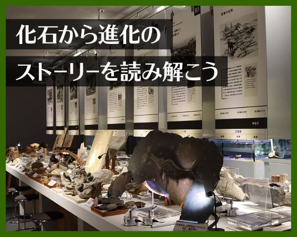化石から進化のストーリーを読み解こう／ＴＣＡ東京ＥＣＯ動物海洋専門学校