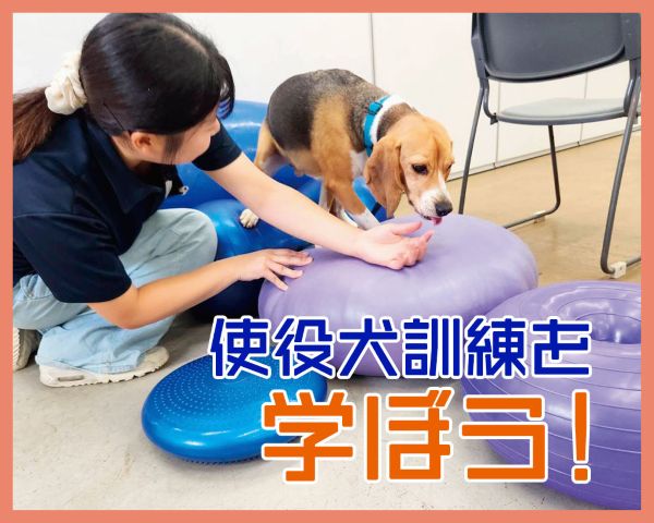使役犬訓練を学ぼう！／ＴＣＡ東京ＥＣＯ動物海洋専門学校