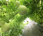 岐阜県 大垣養老高校 瓢箪倶楽部秀吉のみなさん3