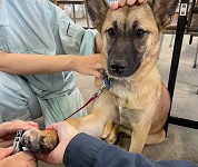 岐阜県 大垣養老高校 犬クラブのみなさん3