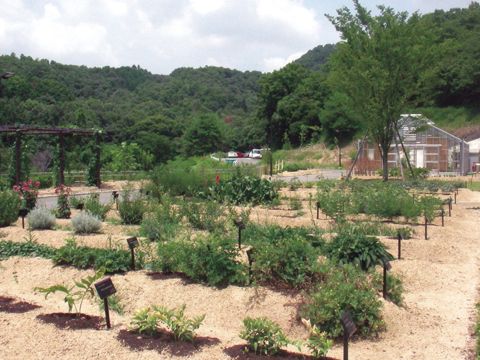薬用植物園