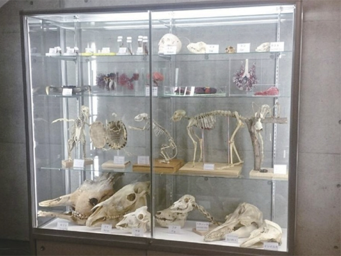 ヤマザキ動物看護大学のcampusgallery