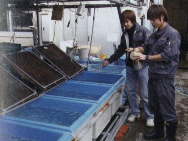 ●水産飼育実験室【清水キャンパス】絶滅危機であるミヤタナゴなどの淡水魚、カワハギやタコ、タツノオトシゴなど海洋生物の繁殖や養殖に関する研究をしています