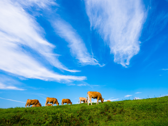 ●放牧地【阿蘇実習フィールド】自然と調和した食糧生産、動物飼育の研究など、本学ならではの教育を実践するためのフィールドです