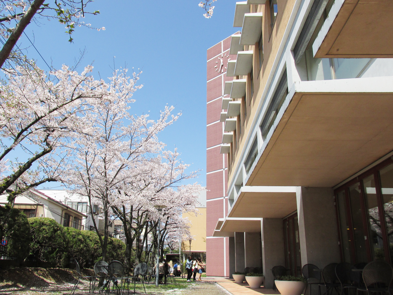 【テラス】食堂前のテラスは春になると桜が満開になります。