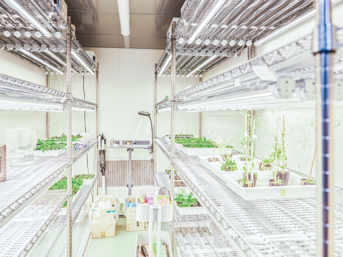 【8号館（枚方キャンパス）】植物培養室：温度・湿度・光量を操作・管理し、植物や昆虫を育てられます。屋外で育てられない遺伝子組み換え植物の研究にも使用します。