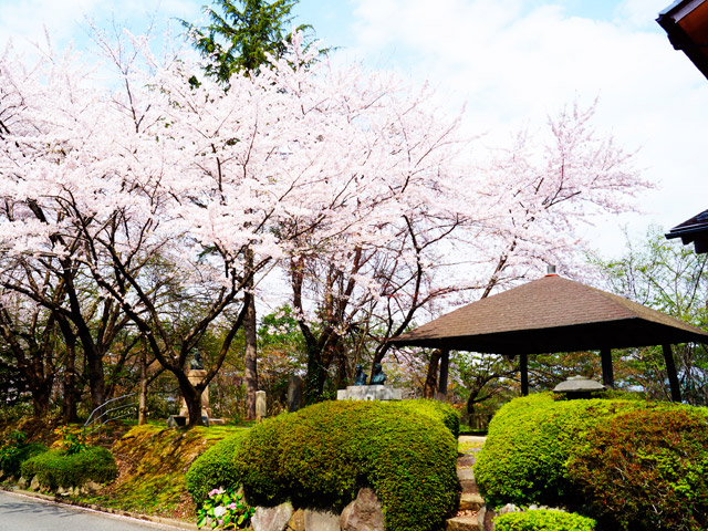 桜の時期の東屋