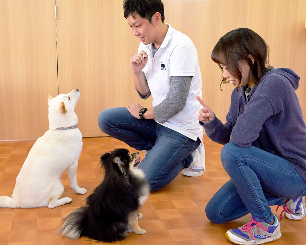 ドッグトレーナーのお仕事体験!【家庭犬】