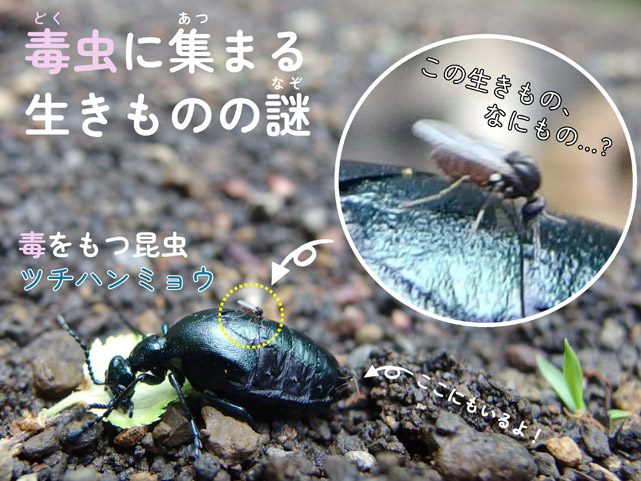 「昆虫が教えてくれる、自然の中に広がる見えないつながり」1