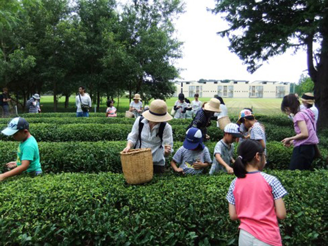 和洋女子大学 夏休み子ども「お茶」教室 in 佐倉市ユーカリが丘♪1